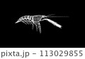 3D Shrimp on black background. Marine Underwater World concept. Restaurant delicacy. Business advertising backdrop. For title, text, presentation. 3d animation 113029855