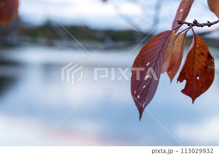 池の畔、桜の葉の紅葉と水面の映り込み風景 113029932