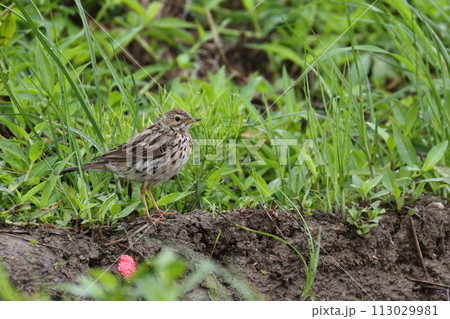 生き物 野鳥 ムネアカタヒバリ、長い脚が目立つ横からの姿。冬羽は赤みがほとんどなく地味 生き物 野鳥 ムネアカタヒバリ、長い脚が目立つ横からの姿。冬羽は赤みがほとんどなく地味 113029981