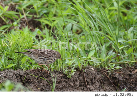生き物　野鳥　ムネアカタヒバリ、地面を歩き回って餌を探す。食性は雑食だそうです 113029983
