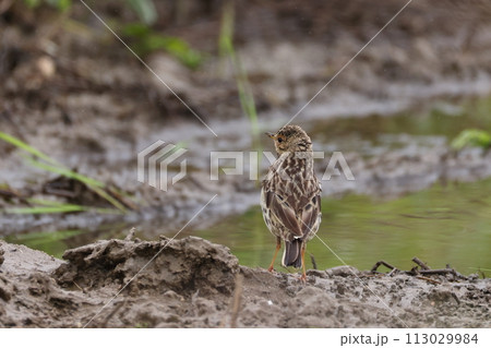 生き物 野鳥 ムネアカタヒバリ、背中は濃淡茶褐色の縦班が目立つ。枯野で目立たない保護色です 生き物 野鳥 ムネアカタヒバリ、背中は濃淡茶褐色の縦班が目立つ。枯野で目立たない保護色です 113029984