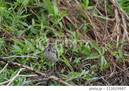 生き物　野鳥　ムネアカタヒバリ、夏羽は胸まで赤くなりますが冬羽では胸の縦斑が目立ちます 113029987