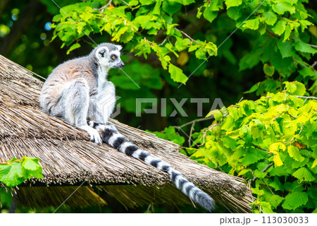 A ring-tailed lemur sits calmly on a thatched roof, with its striped tail hanging down as it surveys its surroundings amidst vibrant green foliage. 113030033