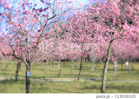 古河総合公園　桃まつり 113030120