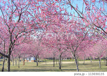 古河総合公園　桃まつり 113030135