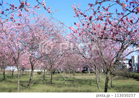 古河総合公園　桃まつり 113030257