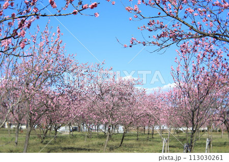 古河総合公園　桃まつり 113030261