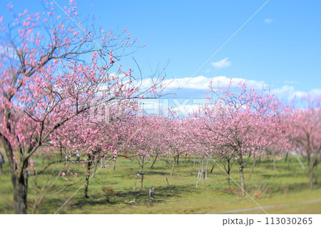 古河総合公園 桃まつり 古河総合公園 桃まつり 113030265