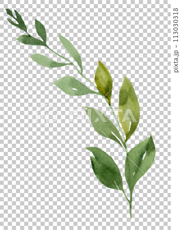 Watercolor twig with green leaves isolated...のイラスト素材 [113030318] - PIXTA