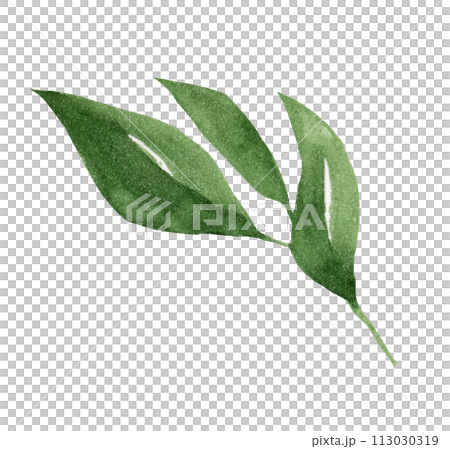 Watercolor twig with green leaves isolated...のイラスト素材 [113030319] - PIXTA