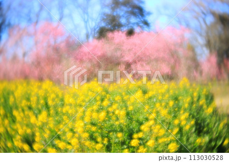 古河総合公園の古河桃まつり ハナモモと菜の花 古河総合公園の古河桃まつり ハナモモと菜の花 113030528