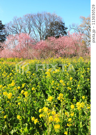 古河総合公園の古河桃まつり ハナモモと菜の花 古河総合公園の古河桃まつり ハナモモと菜の花 113030529