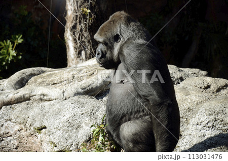 ゴリラ ゴリラ 113031476