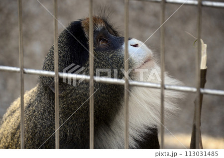 ブラッザグエノン ブラッザグエノン 113031485