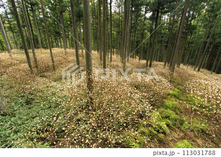 三重三杉 満開のミツマタ群生地 三重三杉 満開のミツマタ群生地 113031788