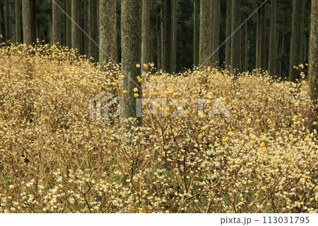 三重三杉 満開のミツマタ群生地 三重三杉 満開のミツマタ群生地 113031795