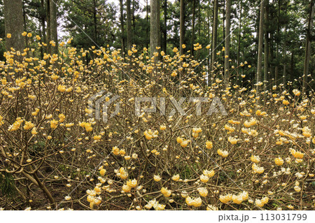 三重三杉　満開のミツマタ群生地 113031799