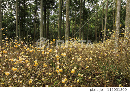 三重三杉 満開のミツマタ群生地 三重三杉 満開のミツマタ群生地 113031800