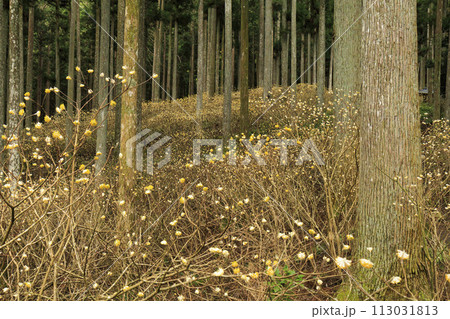 三重三杉　満開のミツマタ群生地 113031813
