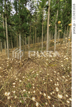 三重三杉 満開のミツマタ群生地 三重三杉 満開のミツマタ群生地 113031816