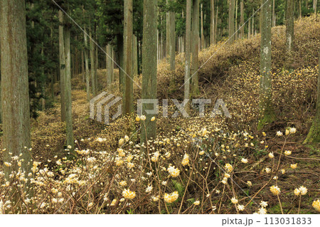 三重三杉　満開のミツマタ群生地 113031833