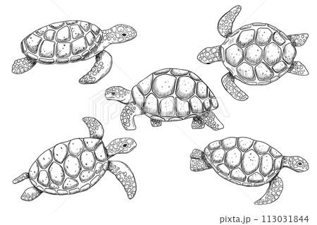 Swimming sea turtle engraving sketch isolated on white background. Hand drawn line monochrome illustration set ocean or underwater animal Swimming sea turtle engraving sketch isolated on white background. Hand drawn line monochrome illustration set ocean or underwater animal 113031844