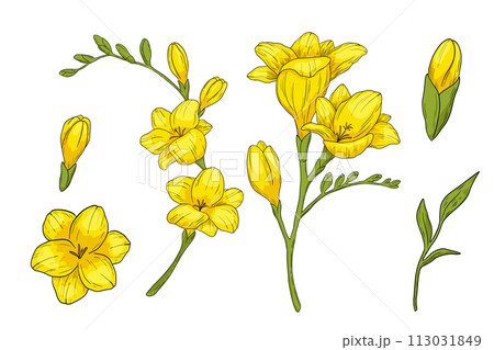 Hand drawn freesia flower branch and bud with leaves illustration. Vector yellow color drawing isolated on white 113031849