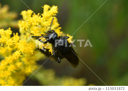 A black wasp on a yellow flower. A black wasp on a yellow flower. 113031872