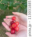 さくらんぼ狩りで採れたてのさくらんぼ 113031885