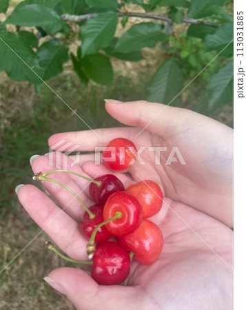 さくらんぼ狩りで採れたてのさくらんぼ さくらんぼ狩りで採れたてのさくらんぼ 113031885