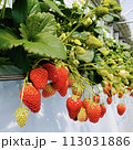タワワに実ったいちご狩りの苺 113031886
