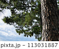 晴れた日の松林の松の幹 113031887