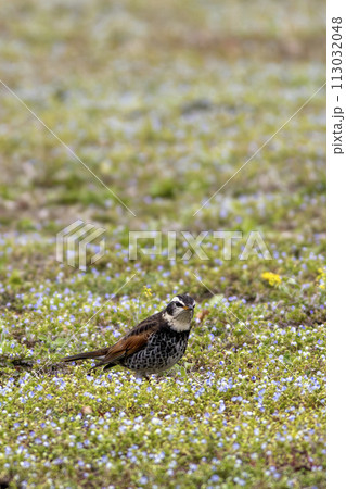 野原を歩くツグミ 113032048