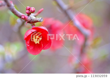 木瓜の花 木瓜の花 113032059