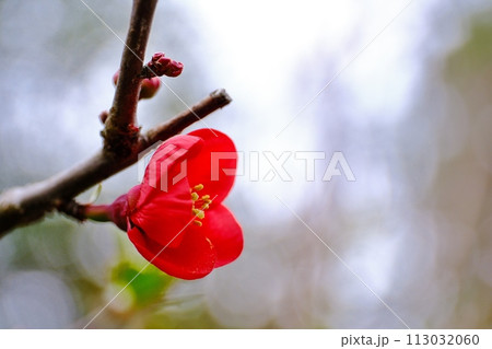 木瓜の花 113032060