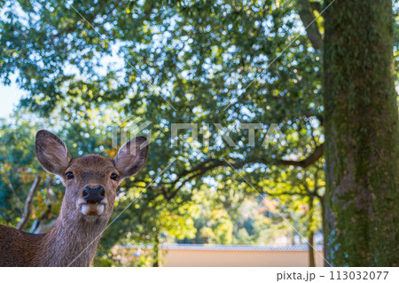 【#奈良】奈良公園の鹿	 113032077