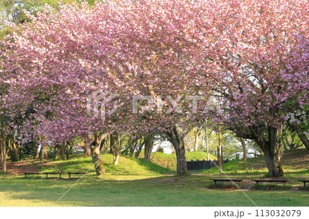 千葉県・印西市・春の印旛沼公園 113032079