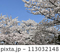 青空に浮かぶ入学入社時期の桜 113032148