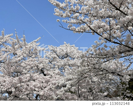 青空に浮かぶ入学入社時期の桜 青空に浮かぶ入学入社時期の桜 113032148