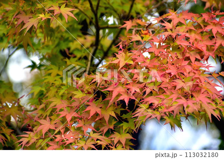 島根　中国地方　由志園　紅葉 113032180