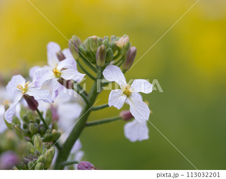 桜島大根の花 113032201