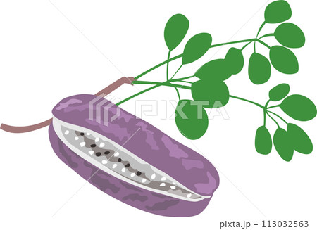 Akebi illustration - Stock Illustration [113032563] - PIXTA