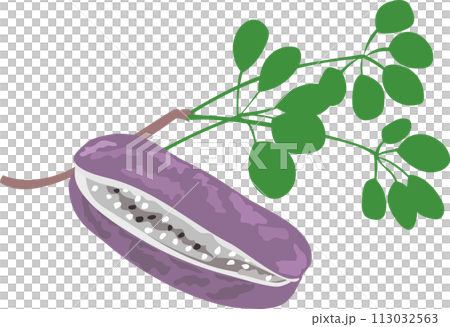Akebi illustration - Stock Illustration [113032563] - PIXTA