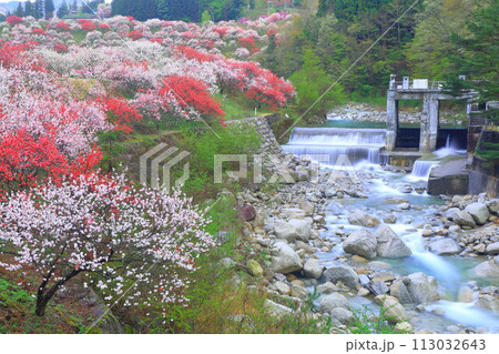 月岡温泉郷・花桃の里 月岡温泉郷・花桃の里 113032643