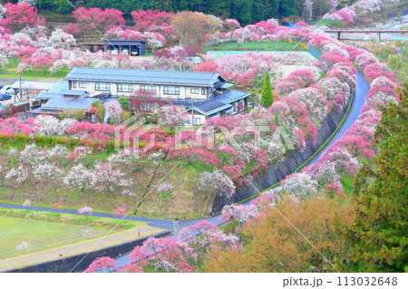 月岡温泉郷・花桃の里 113032648