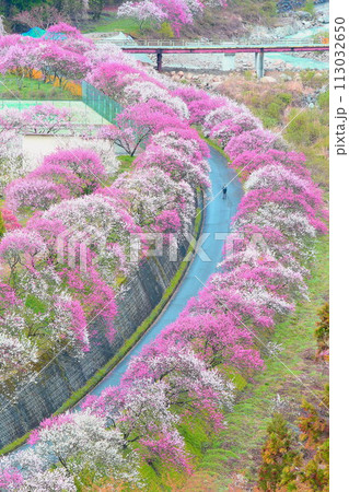 月岡温泉郷・花桃の里 113032650