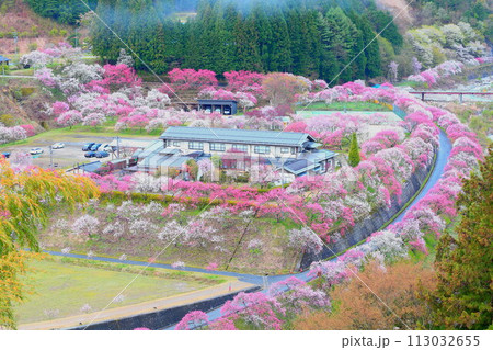 月岡温泉郷・花桃の里 113032655