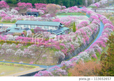 月岡温泉郷・花桃の里 113032657