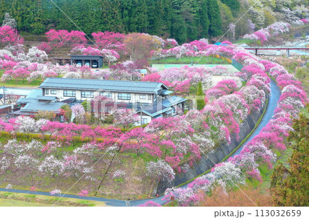 月岡温泉郷・花桃の里 113032659