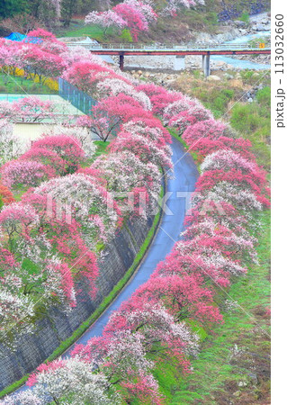 月岡温泉郷・花桃の里 113032660
